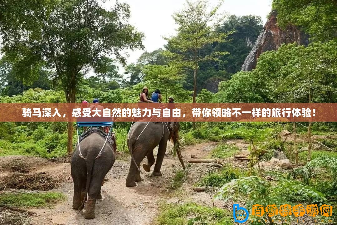 騎馬深入，感受大自然的魅力與自由，帶你領略不一樣的旅行體驗！